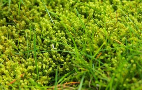 How to Get Rid of Moss in Your Lawn Stop it Growing Back
